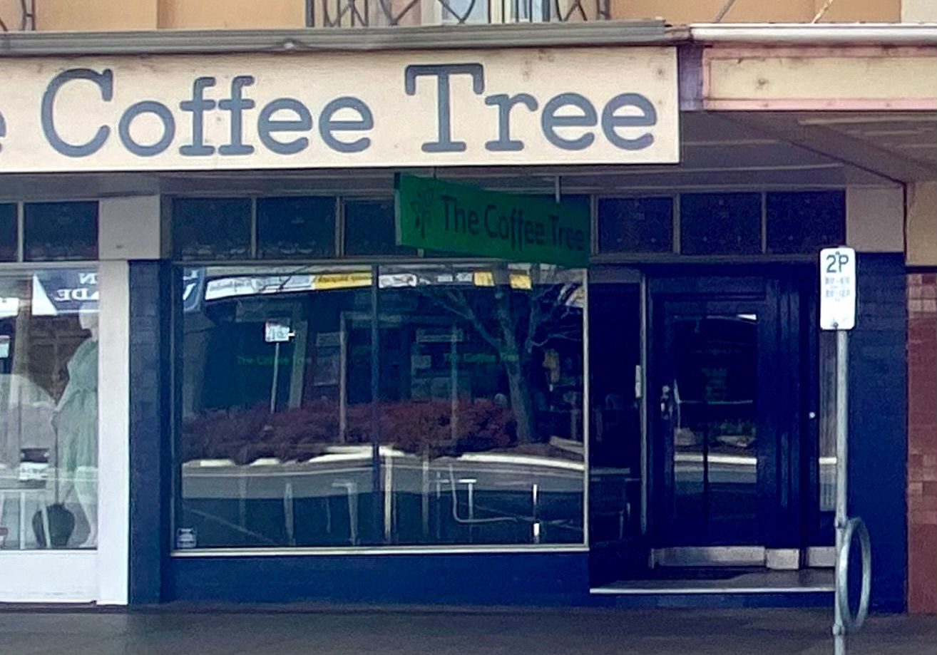 Coffee Tree Photo